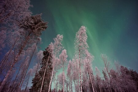 Trees plant nature