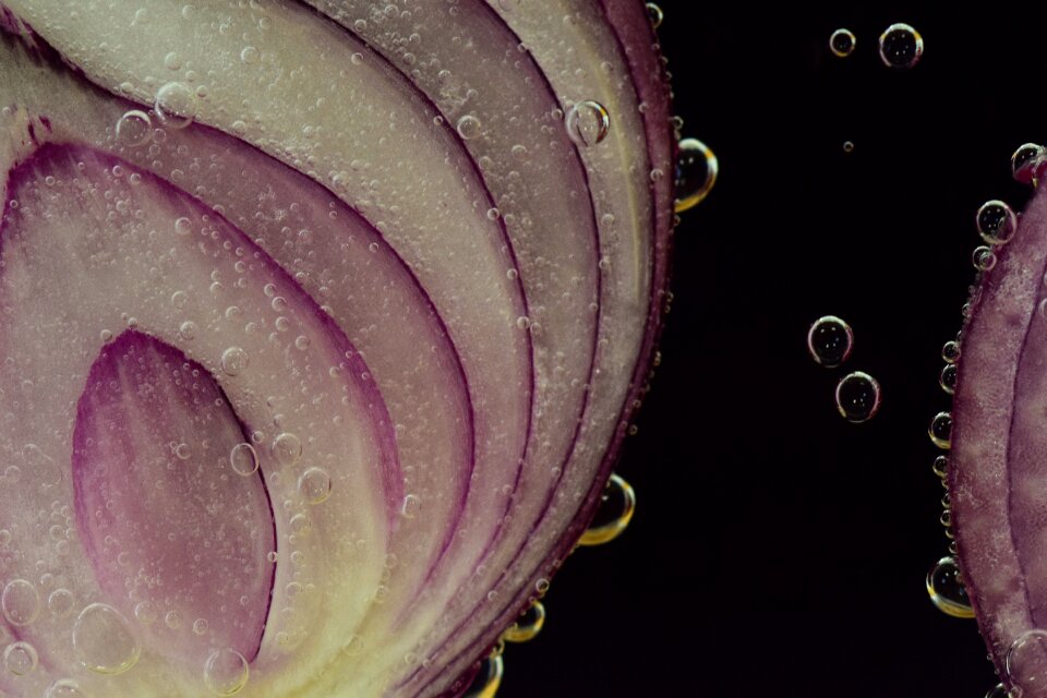 Antibacterial red allium cepa