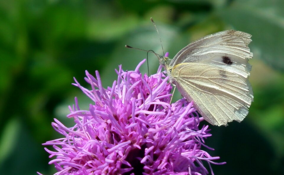 Butterfly day bielinek flower