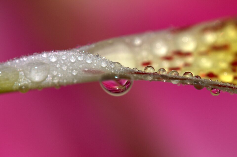 Yellow plant drops