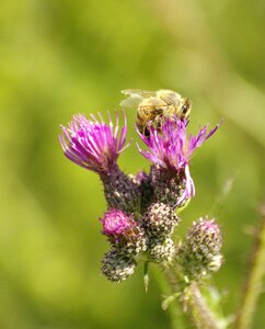 Insect thistle flower purple