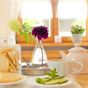Dahlia teapot cup photo