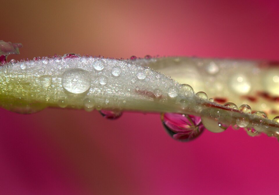 Yellow plant drops