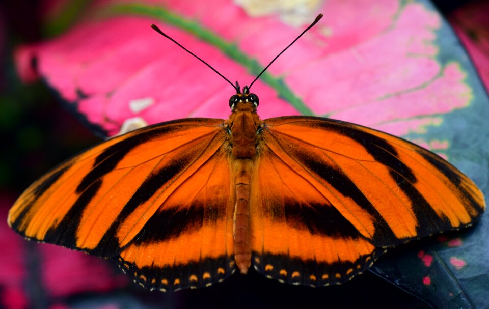 Wing evertebrat orange
