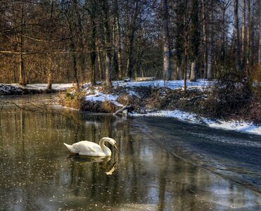River outdoor swan photo