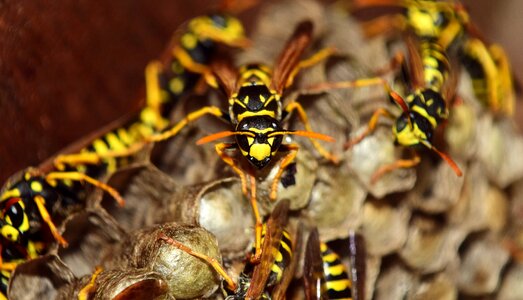 Nest animal sting photo