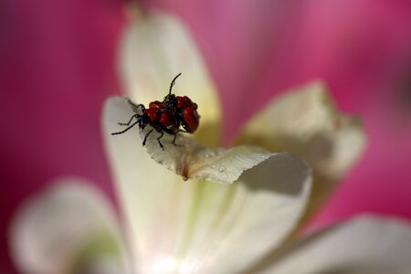 Mating petals nature