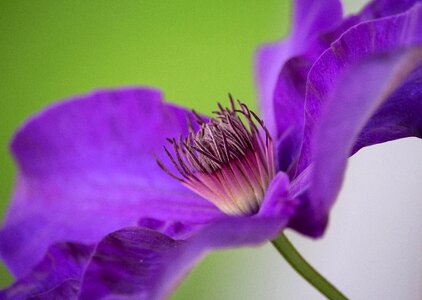 Close up purple flower photo