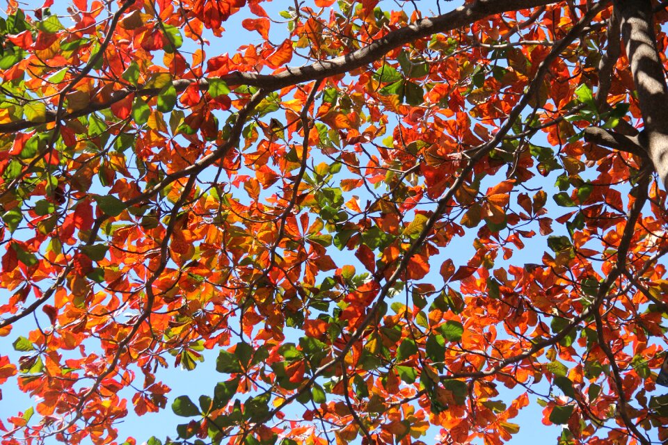 Fall autumn sky