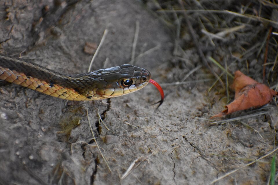 Garter snake reptile gray snake