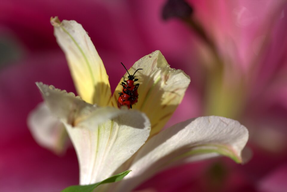 Mating petals nature