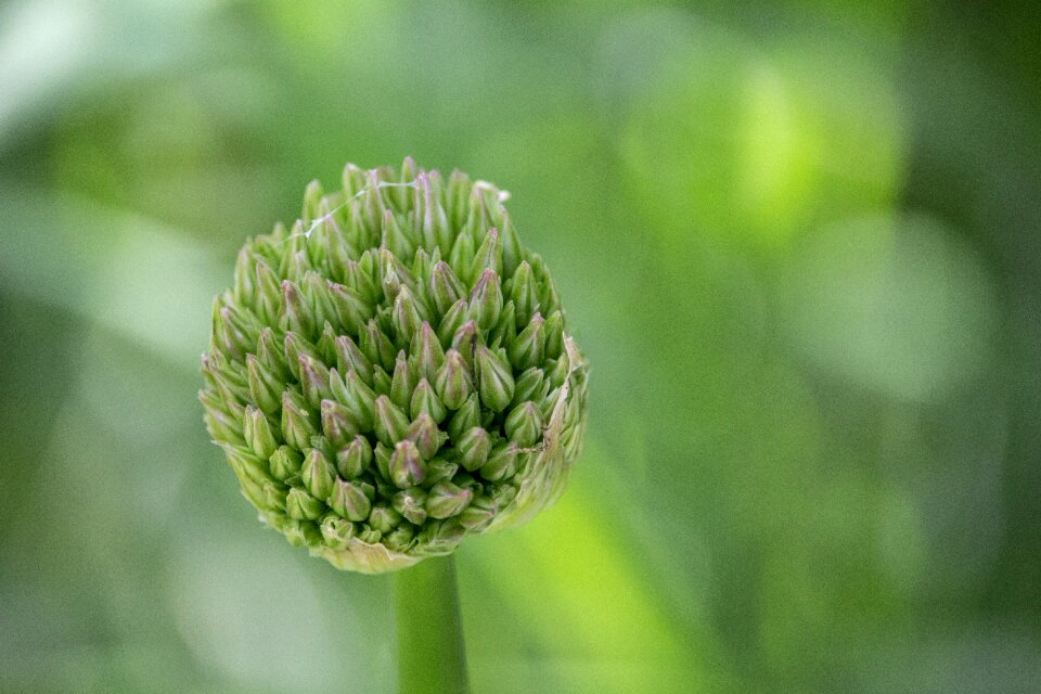 Ornamental onion flower bulb flora
