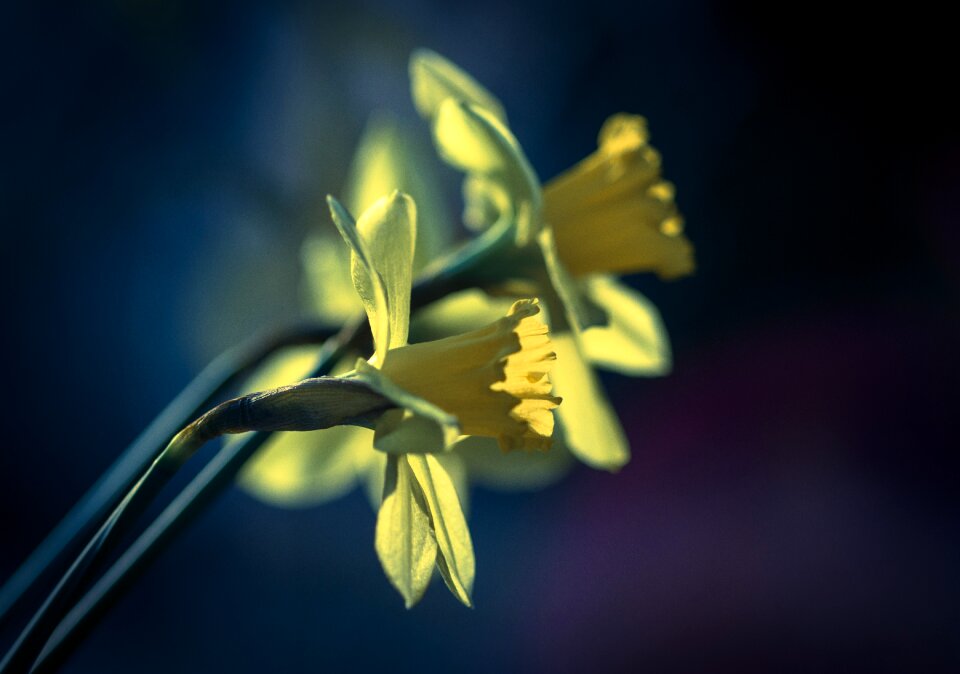 Bouquet blue nature