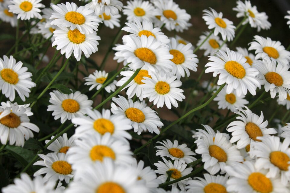 Flower nature plant