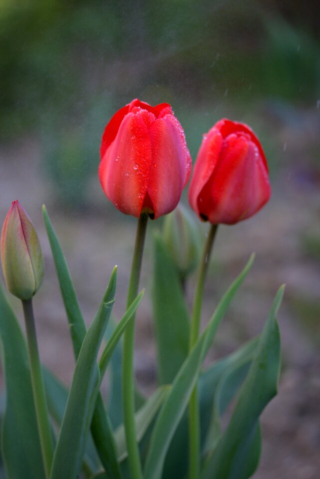 Rain supplies flowers