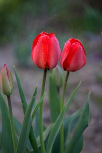 Rain supplies flowers