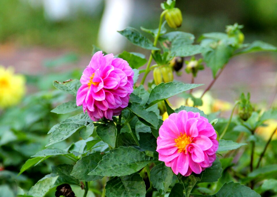 Plants lawn flower