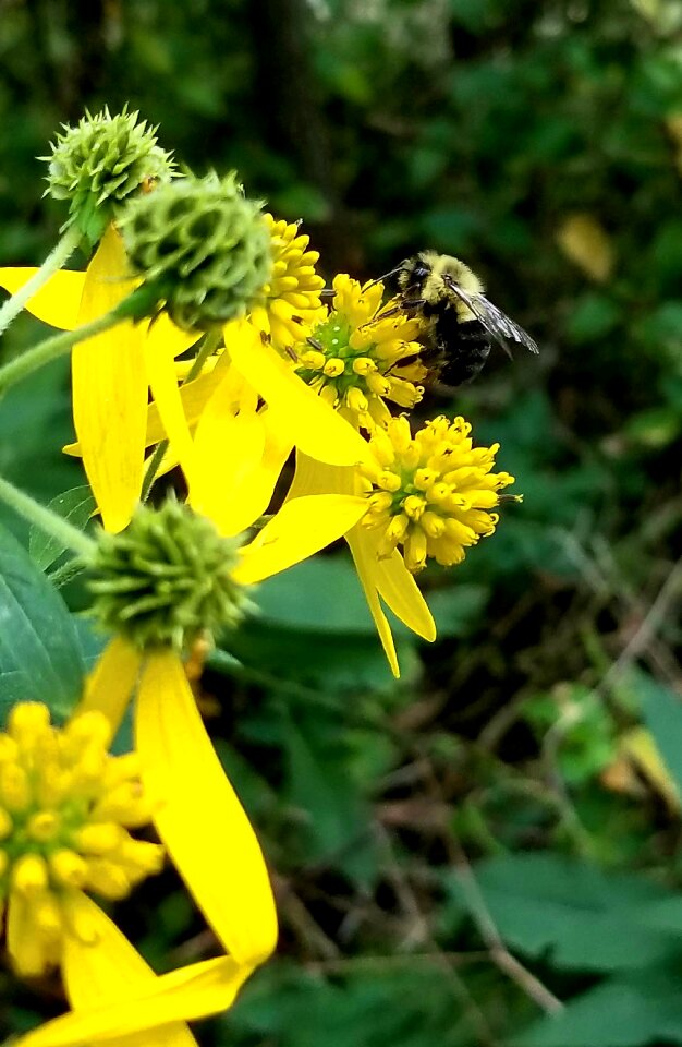 Yellow flower bee