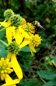 Yellow flower bee photo