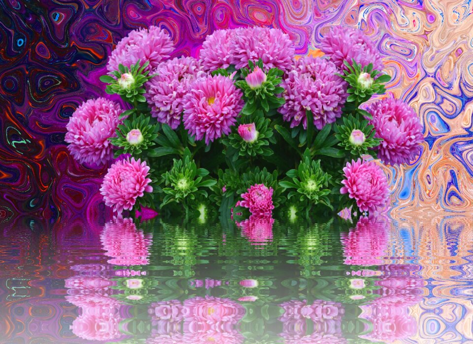 Fall asters autumn-flowers blossom