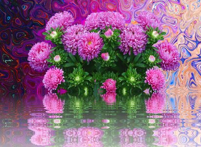 Fall asters autumn-flowers blossom