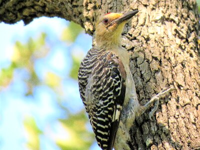 Woodpecker close up wildlife photo