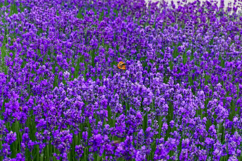 Summer lavender flowers butterfly photo