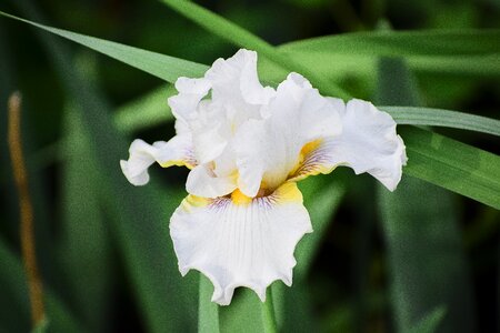 Garden blossom spring photo