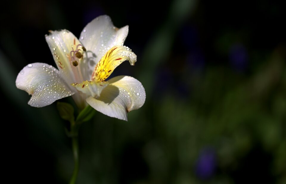 Flower wild white photo