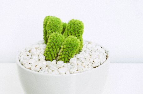 Cactus green thorn photo