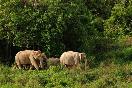 Thailand nature animals photo