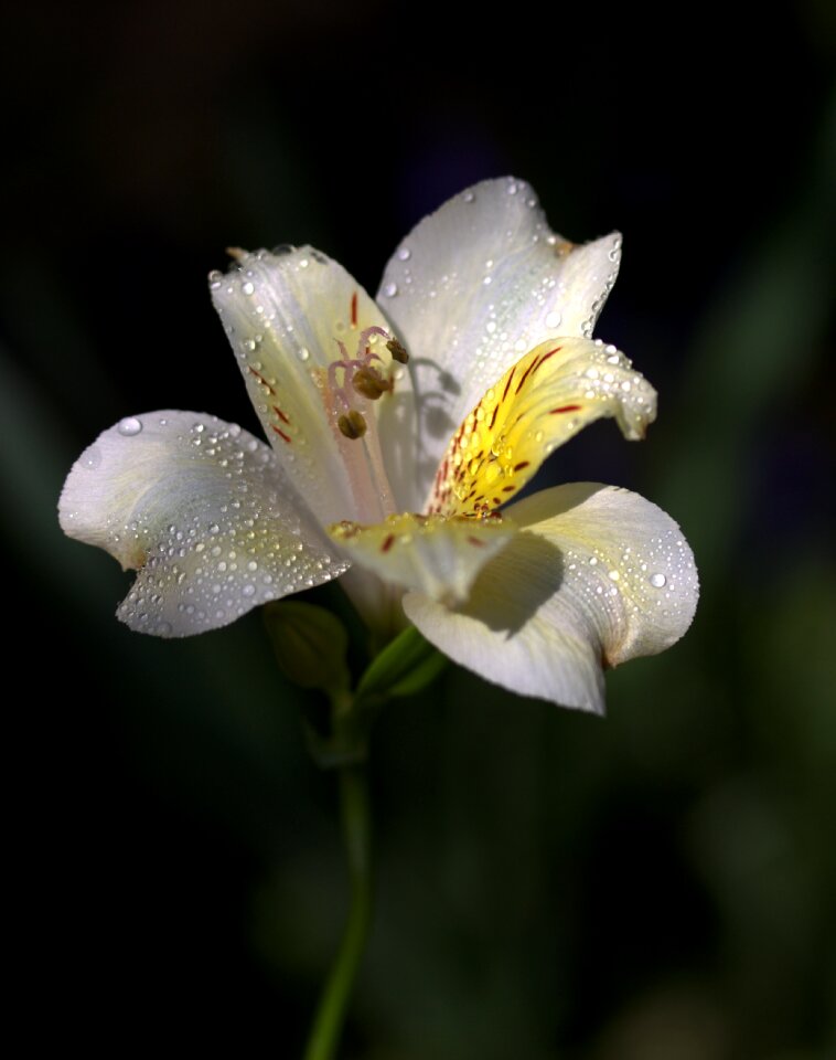 Flower wild white