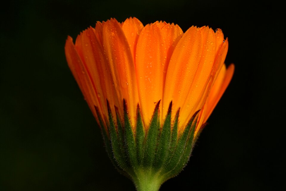 Blossom bloom close up