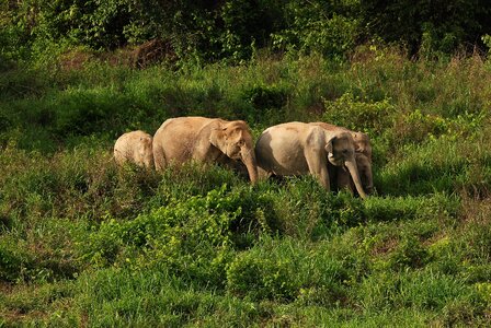 Thailand nature animals photo