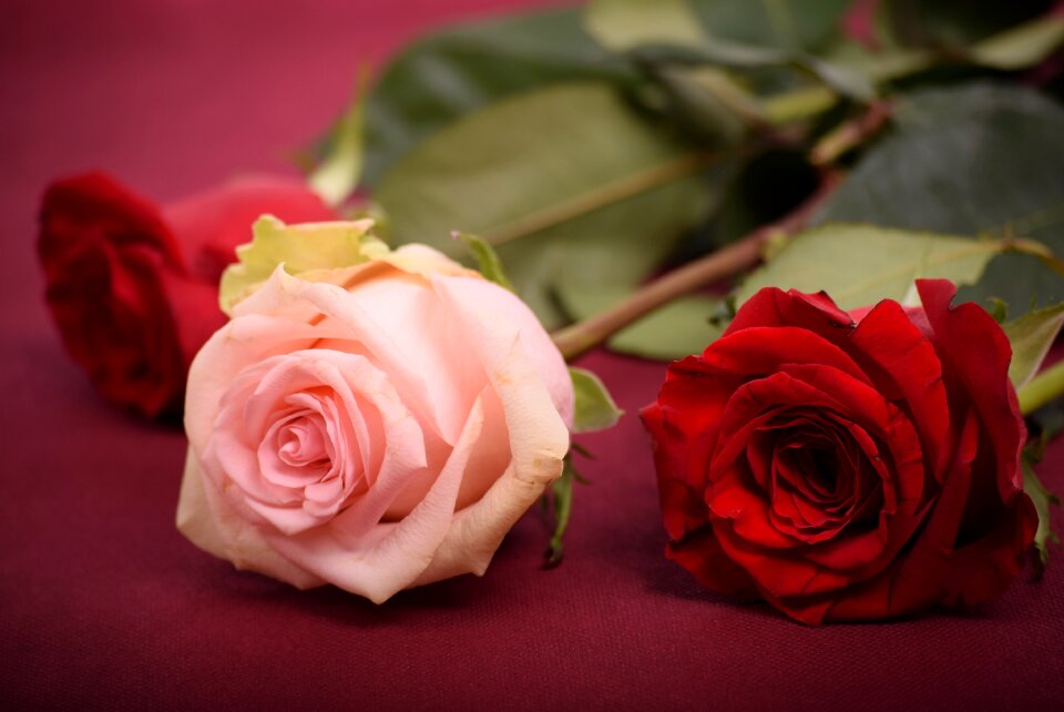 Love wedding romance