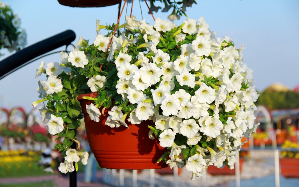 Nature light white