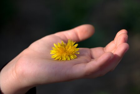 Yellow hand flower