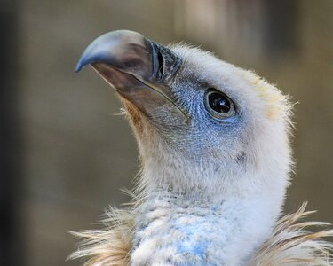 Bird head griffon vulture photo