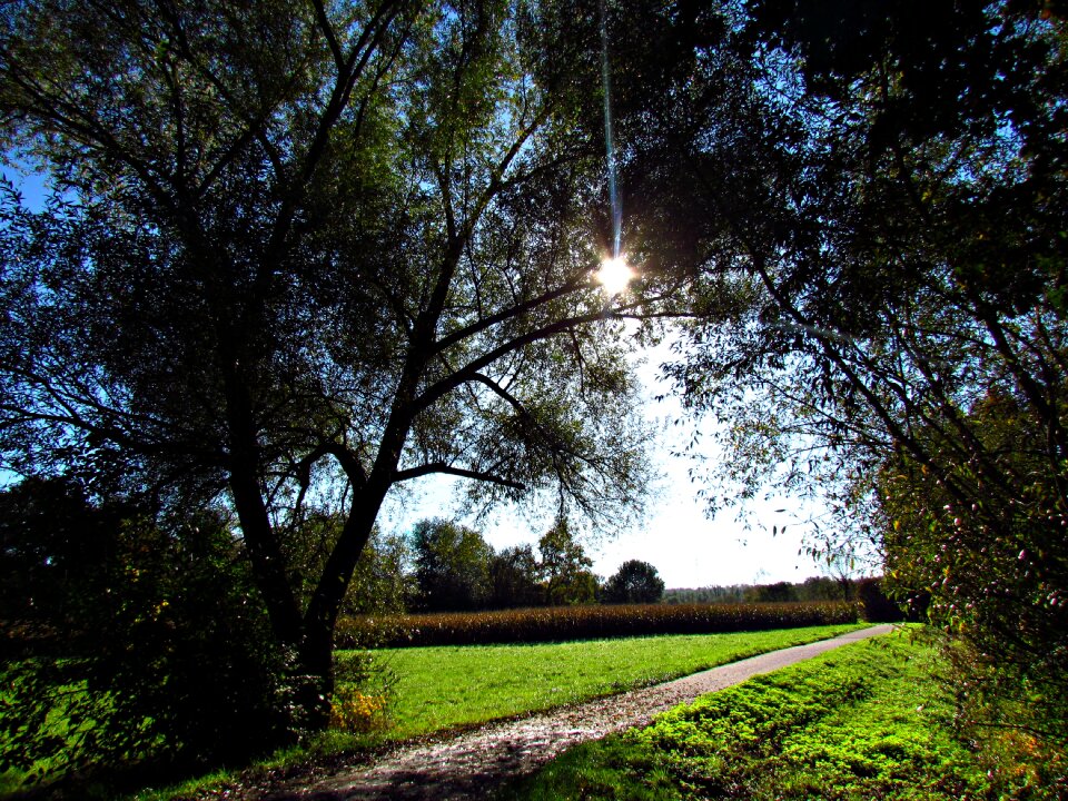 Nature way tree