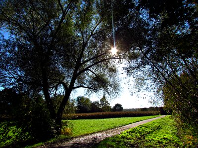 Nature way tree