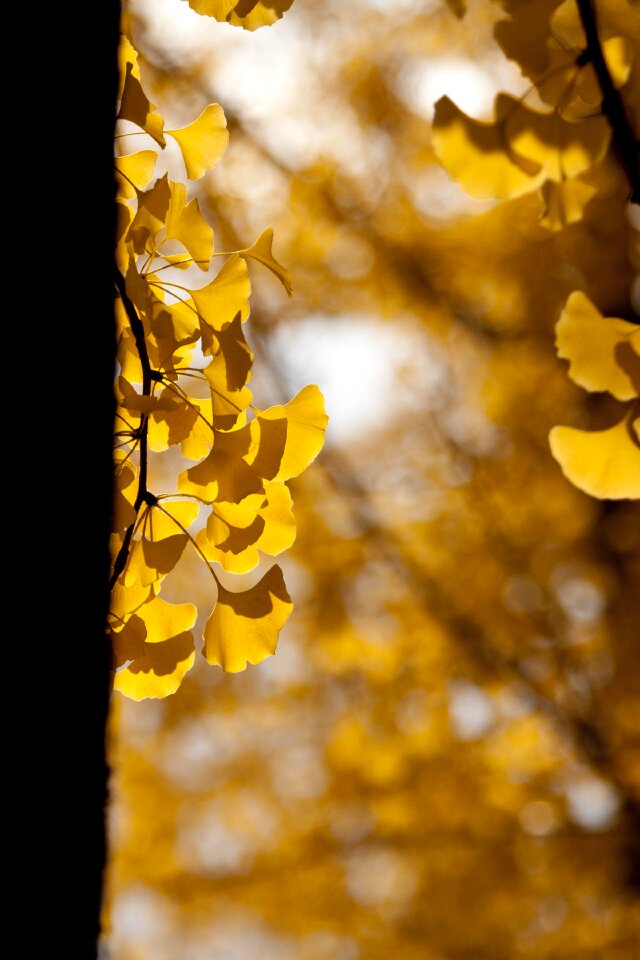 Yellow leaf the leaves