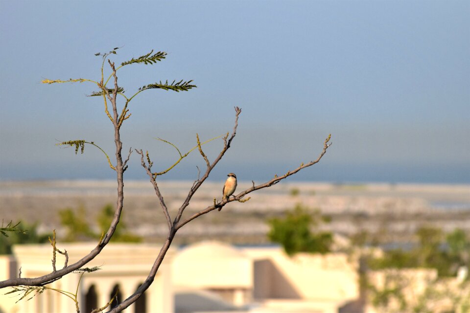 Bird exotica summer