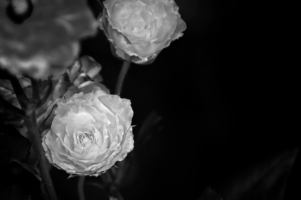 Macro flower floral
