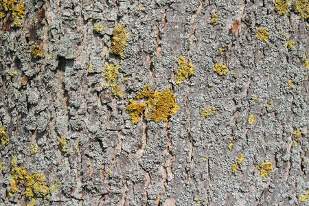 Texture structure tree