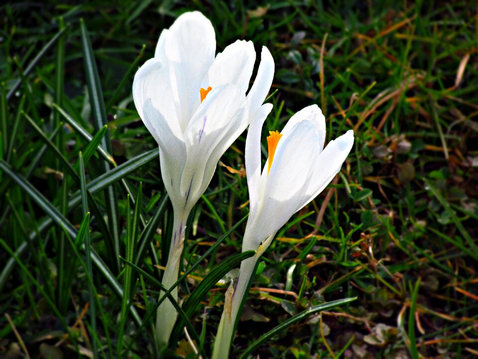 Flowers garden polyana