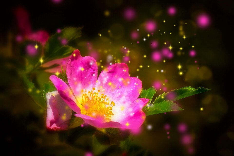 Bright particles petals
