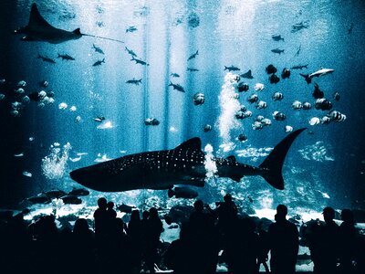 Aquarium underwater blue photo