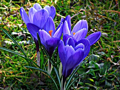 Spring nature meadow photo