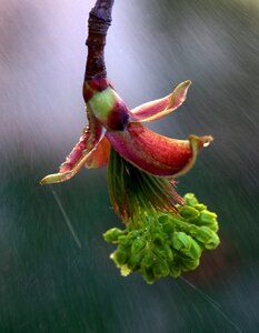 Rain wet tree