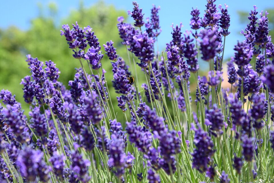 Lavender june purple - Free Stock Photos | Creazilla